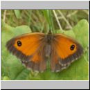 Maniola tithonus - Rostbraunes Ochsenauge bourtange-nl 02.jpg